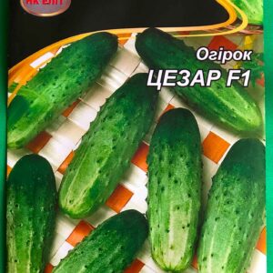 Огурец Цезарь