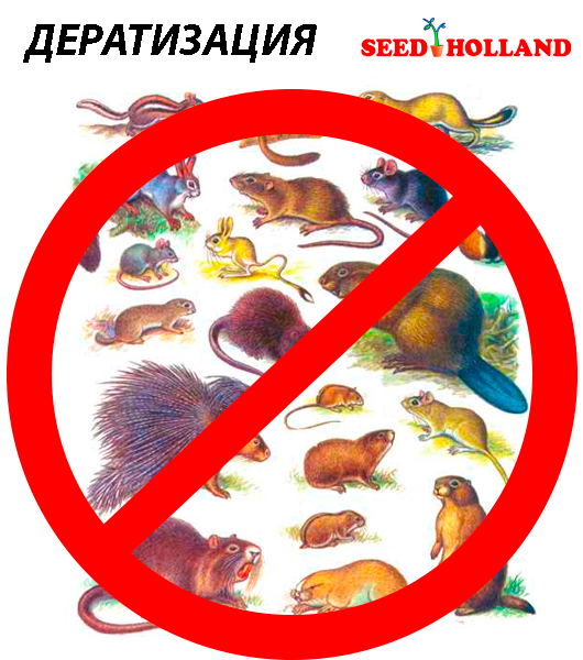 Дератизация-от-вместе-с-seedholland