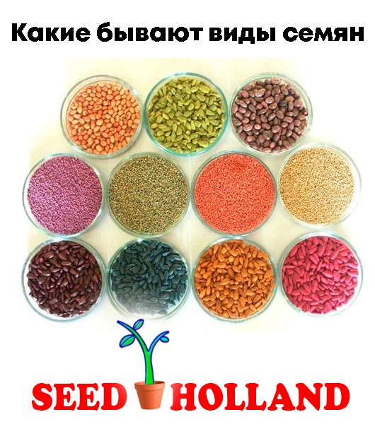 Какие-бывают-виды-семян
