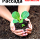 Рассада