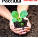 Рассада
