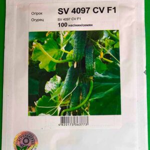 SV 4097 огурец